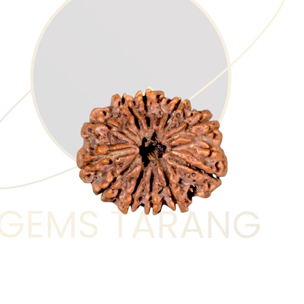 Rudraksha Eleven Mukhi