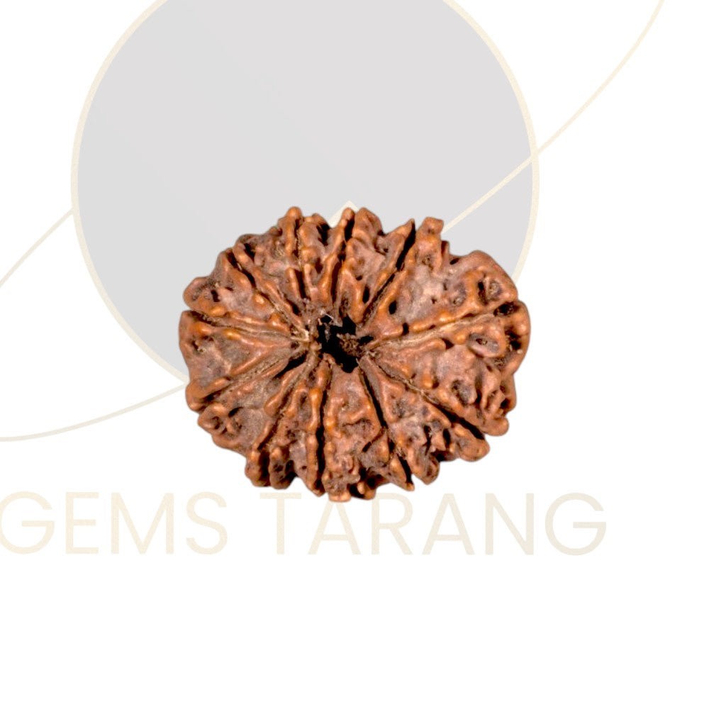 Rudraksha Eleven Mukhi