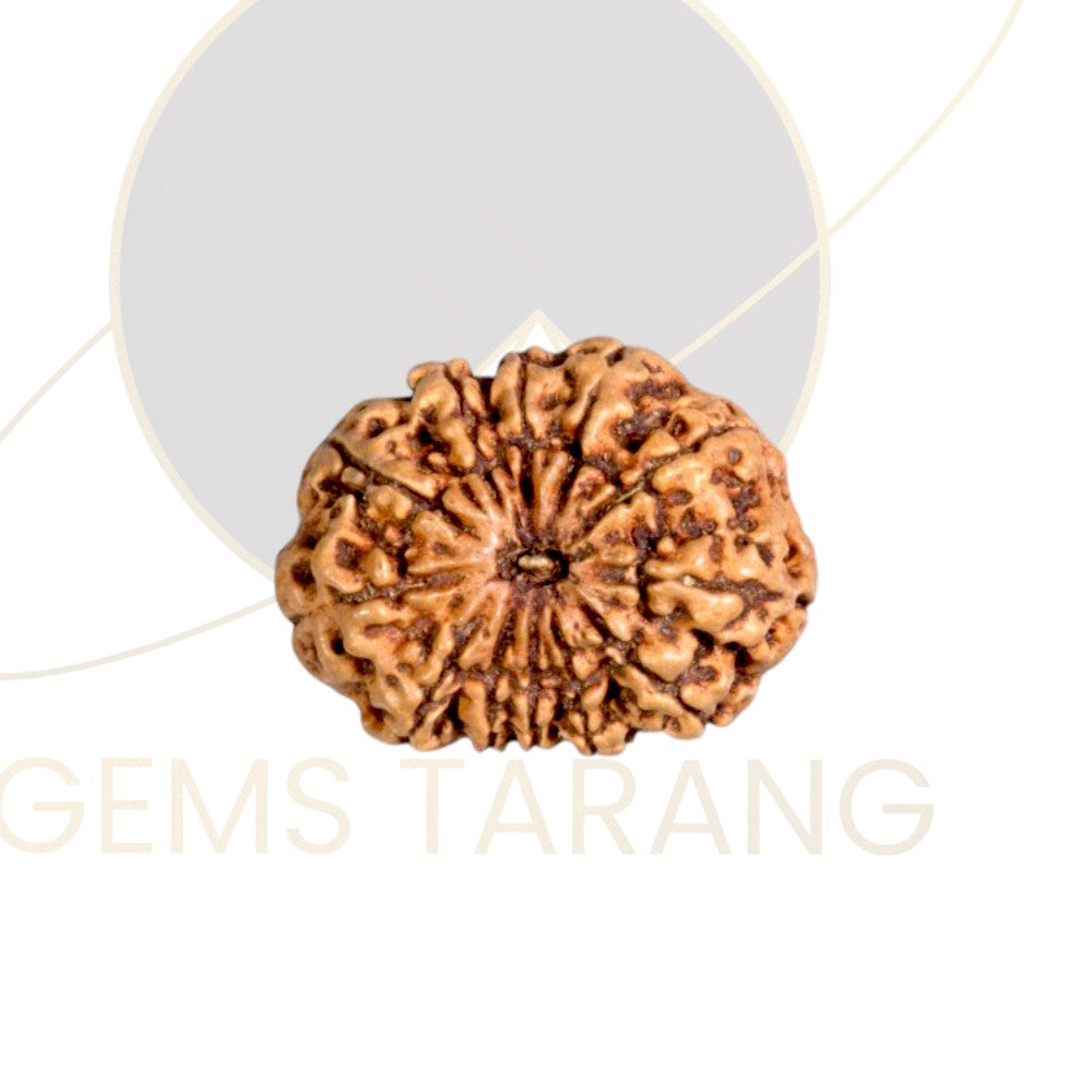 Rudraksha Twelve Mukhi