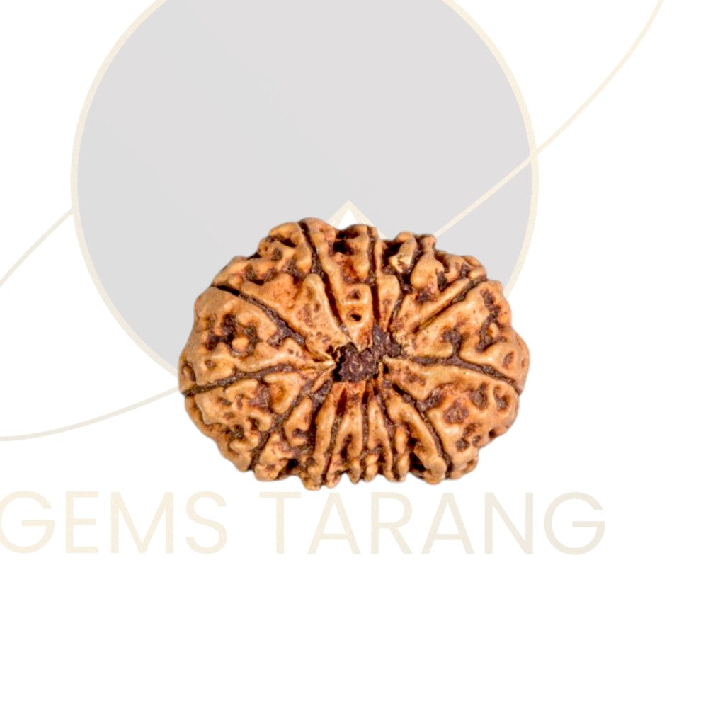 Rudraksha Twelve Mukhi