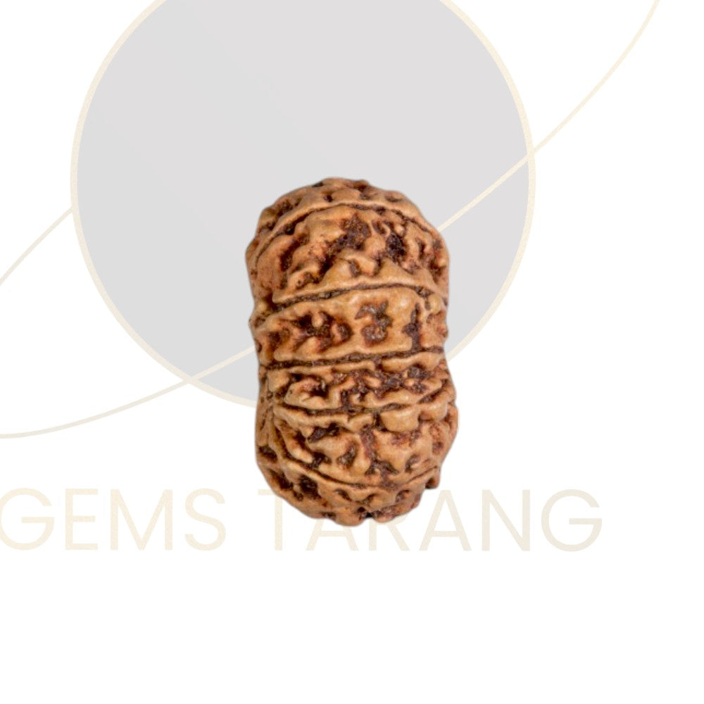 Rudraksha Twelve Mukhi