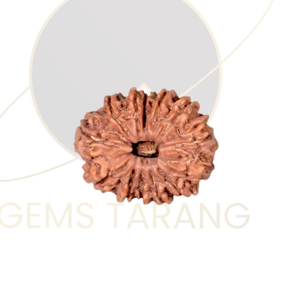 Rudraksha Thirteen Mukhi
