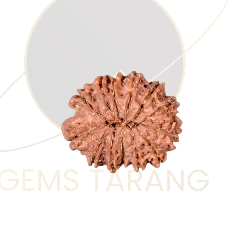 Rudraksha Thirteen Mukhi