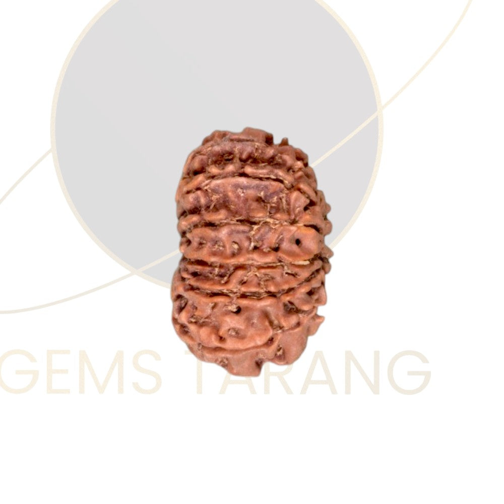 Rudraksha Thirteen Mukhi