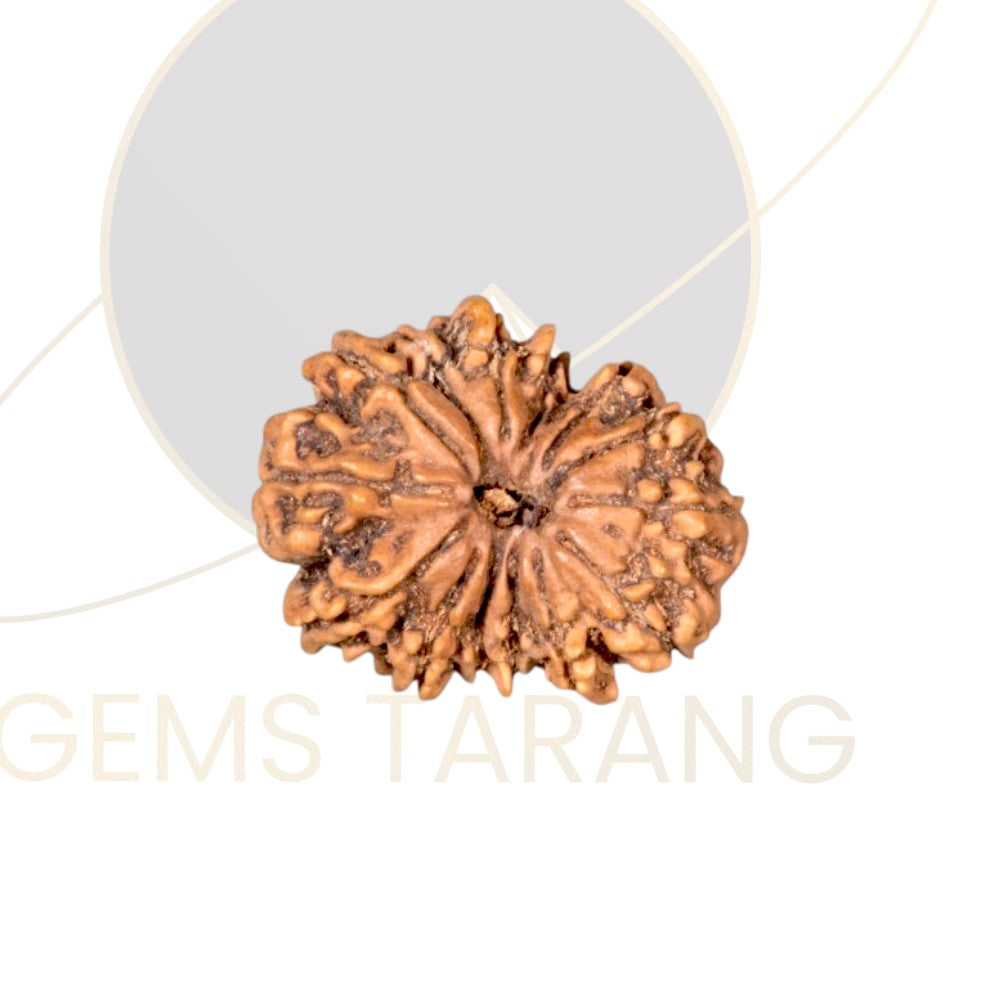 Rudraksha Fourteen Mukhi