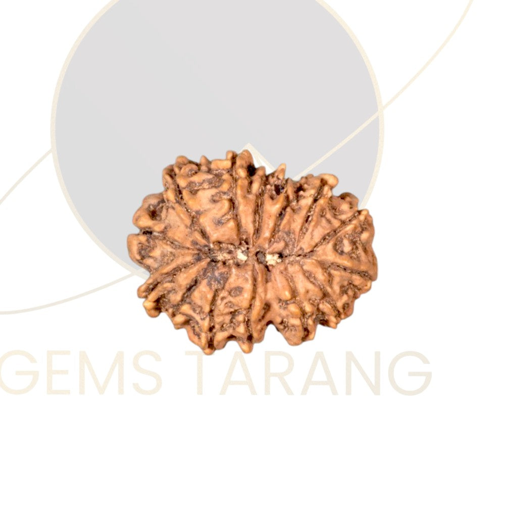 Rudraksha Fourteen Mukhi