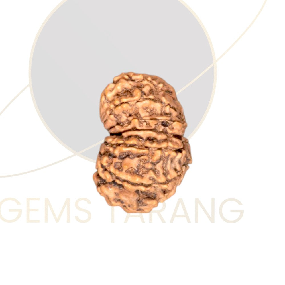Rudraksha Fourteen Mukhi