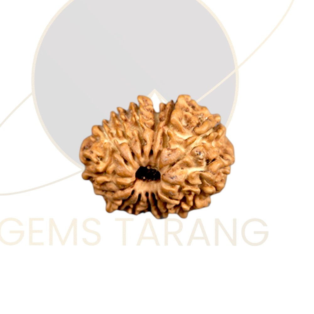 Rudraksha Fifteen Mukhi
