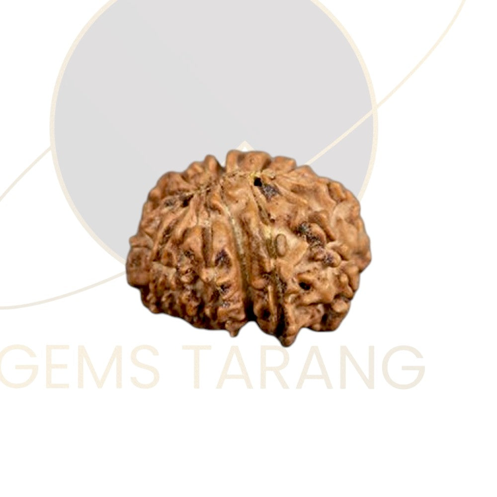 Rudraksha Fifteen Mukhi