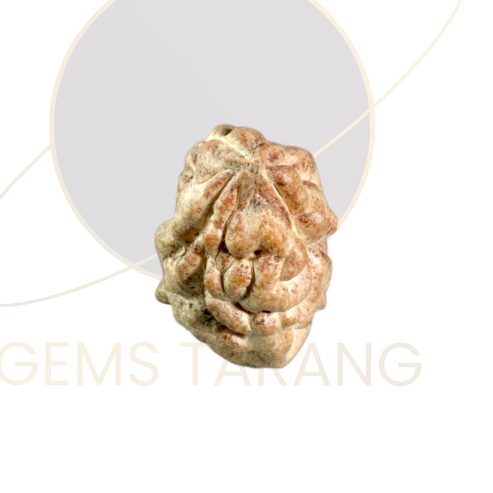 Rudraksha One Mukhi