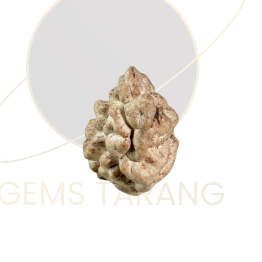 Rudraksha One Mukhi
