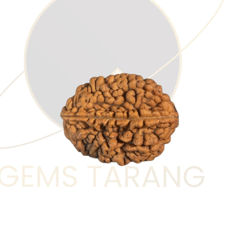 Rudraksha Two Mukhi
