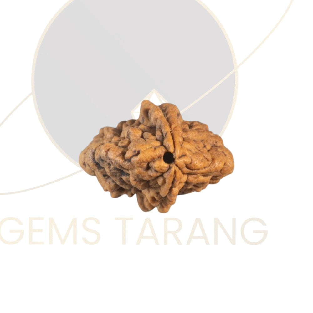 Rudraksha Two Mukhi
