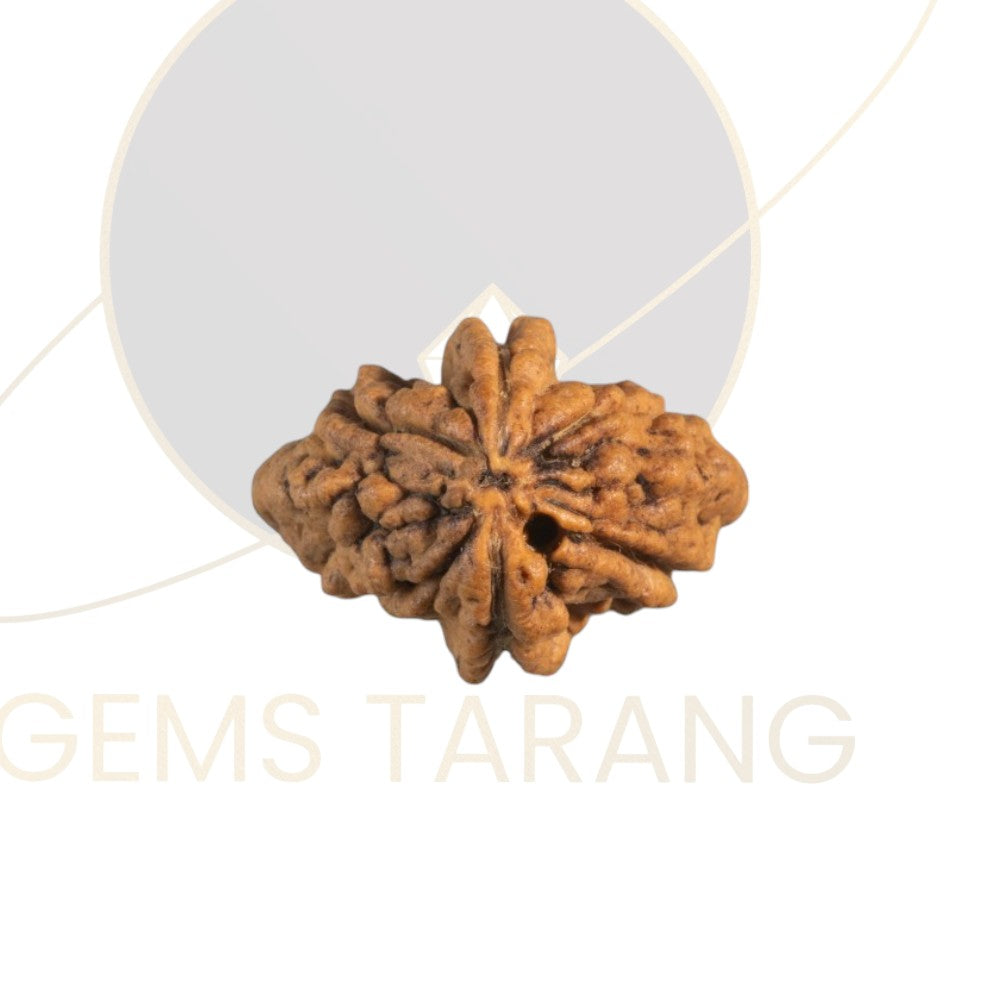 Rudraksha Two Mukhi