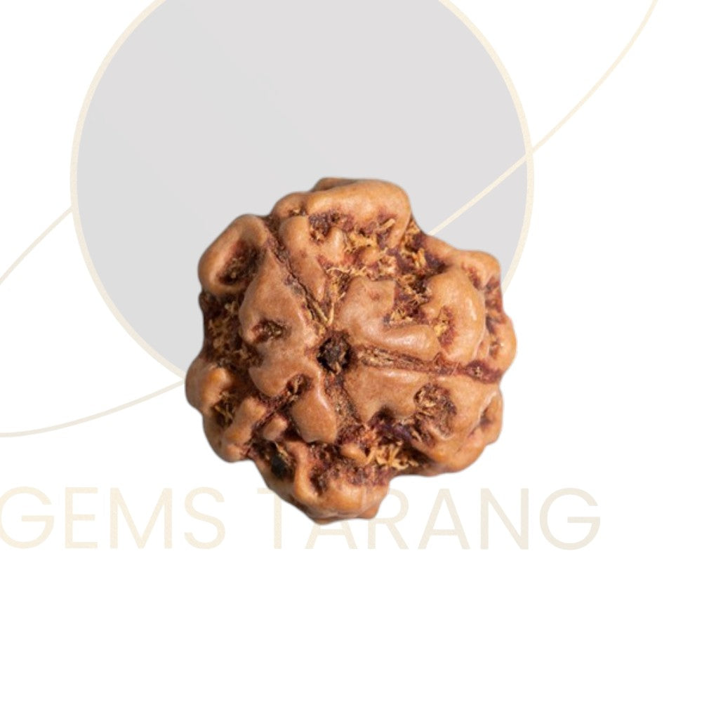 Rudraksha Three Mukhi