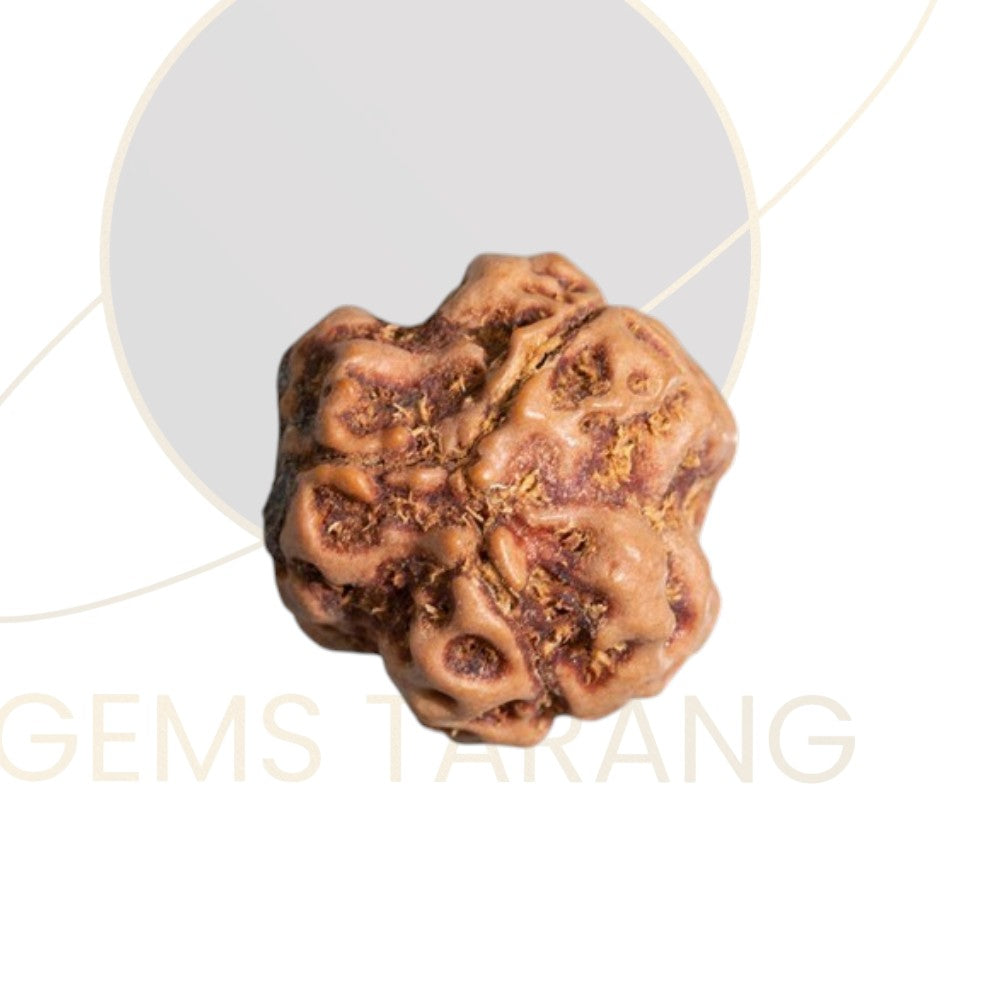 Rudraksha Three Mukhi