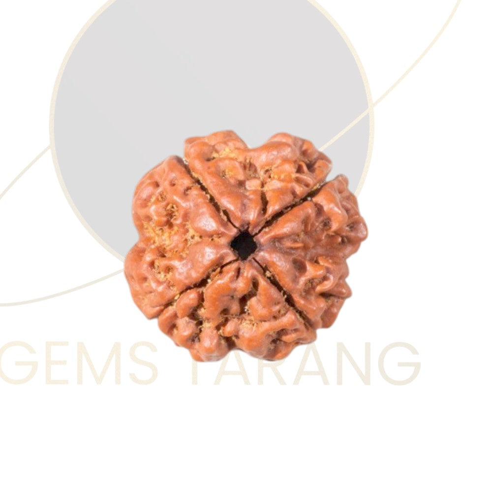 Rudraksha Four Mukhi