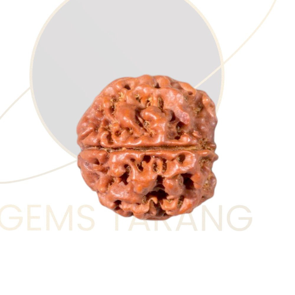 Rudraksha Four Mukhi