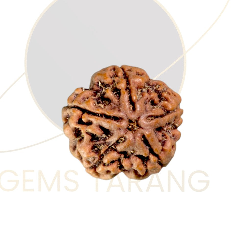 Rudraksha Five Mukhi