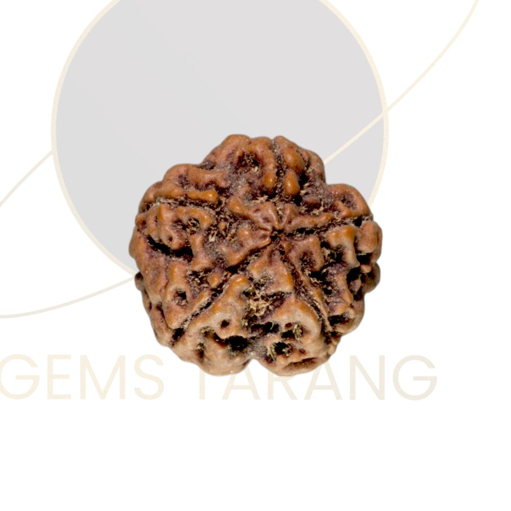 Rudraksha Five Mukhi