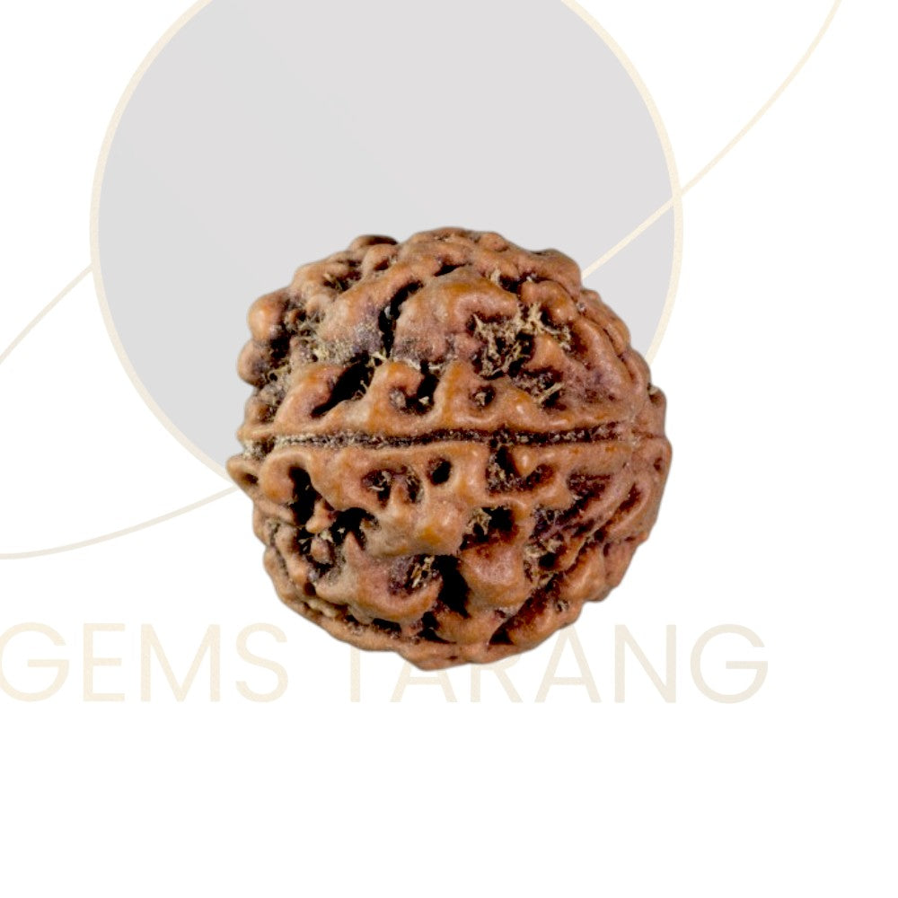 Rudraksha Five Mukhi