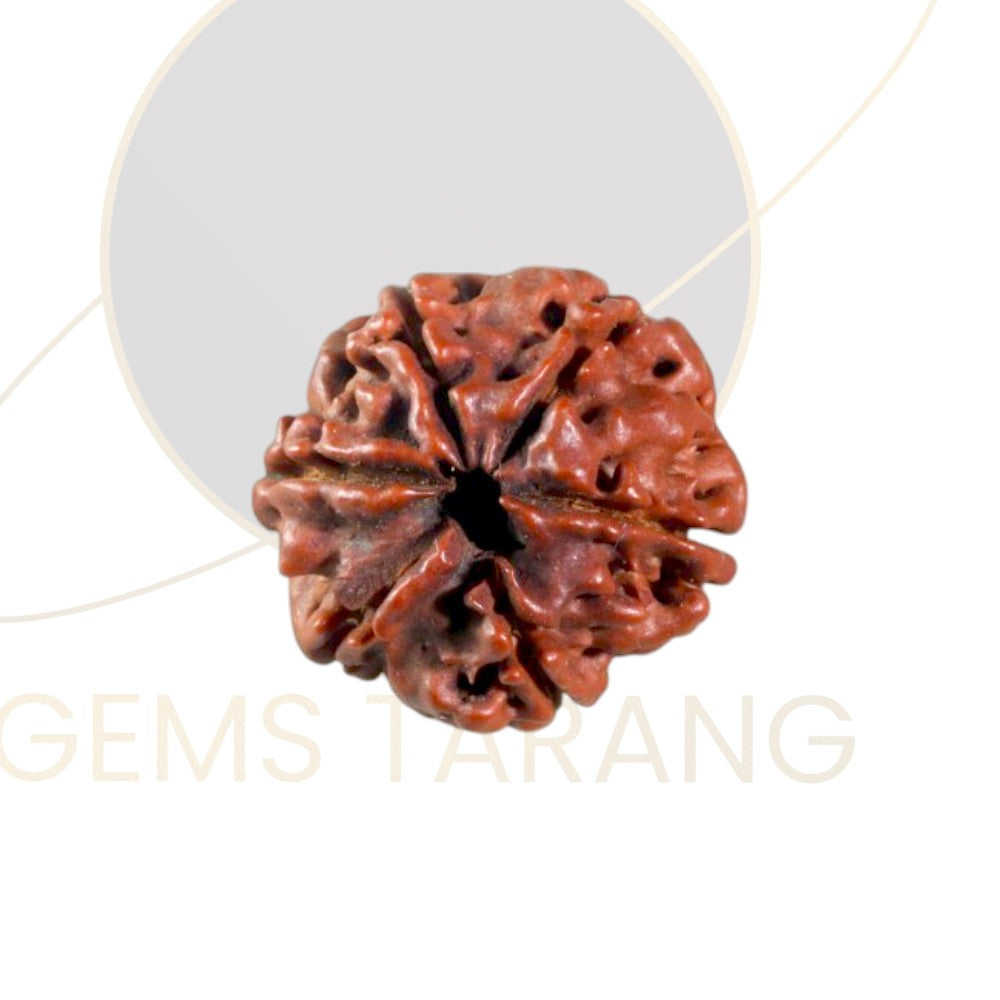 Rudraksha Six Mukhi