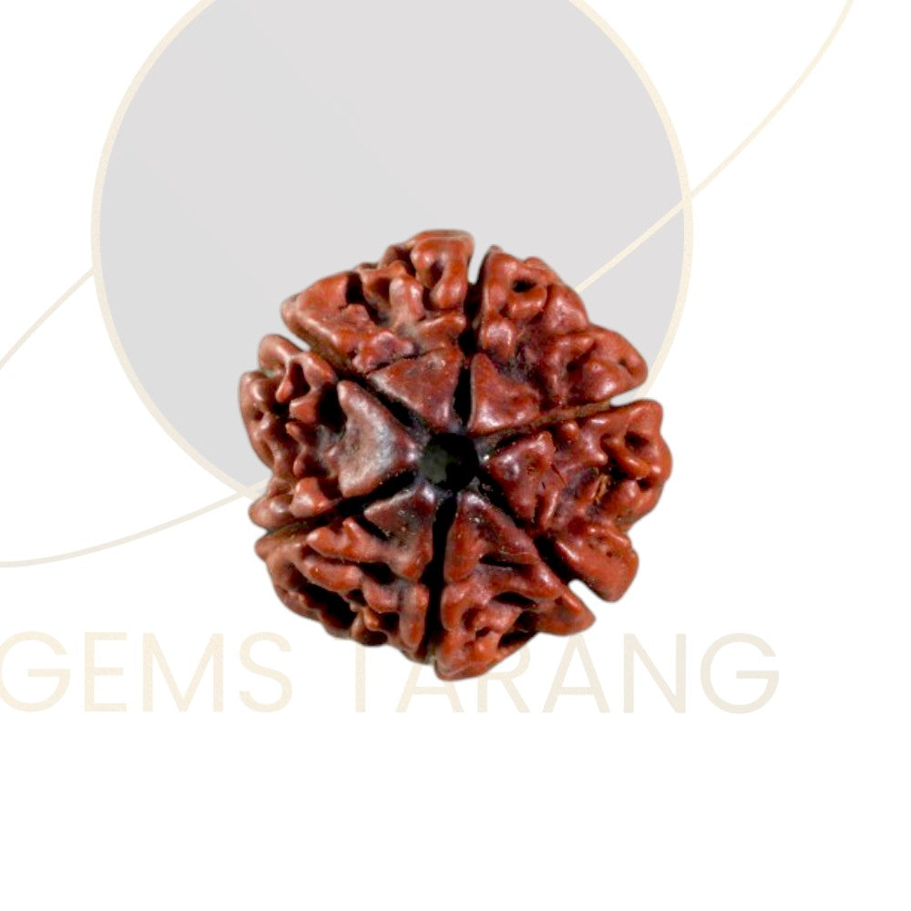 Rudraksha Six Mukhi