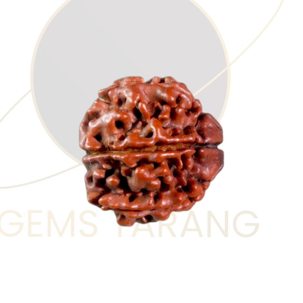 Rudraksha Six Mukhi