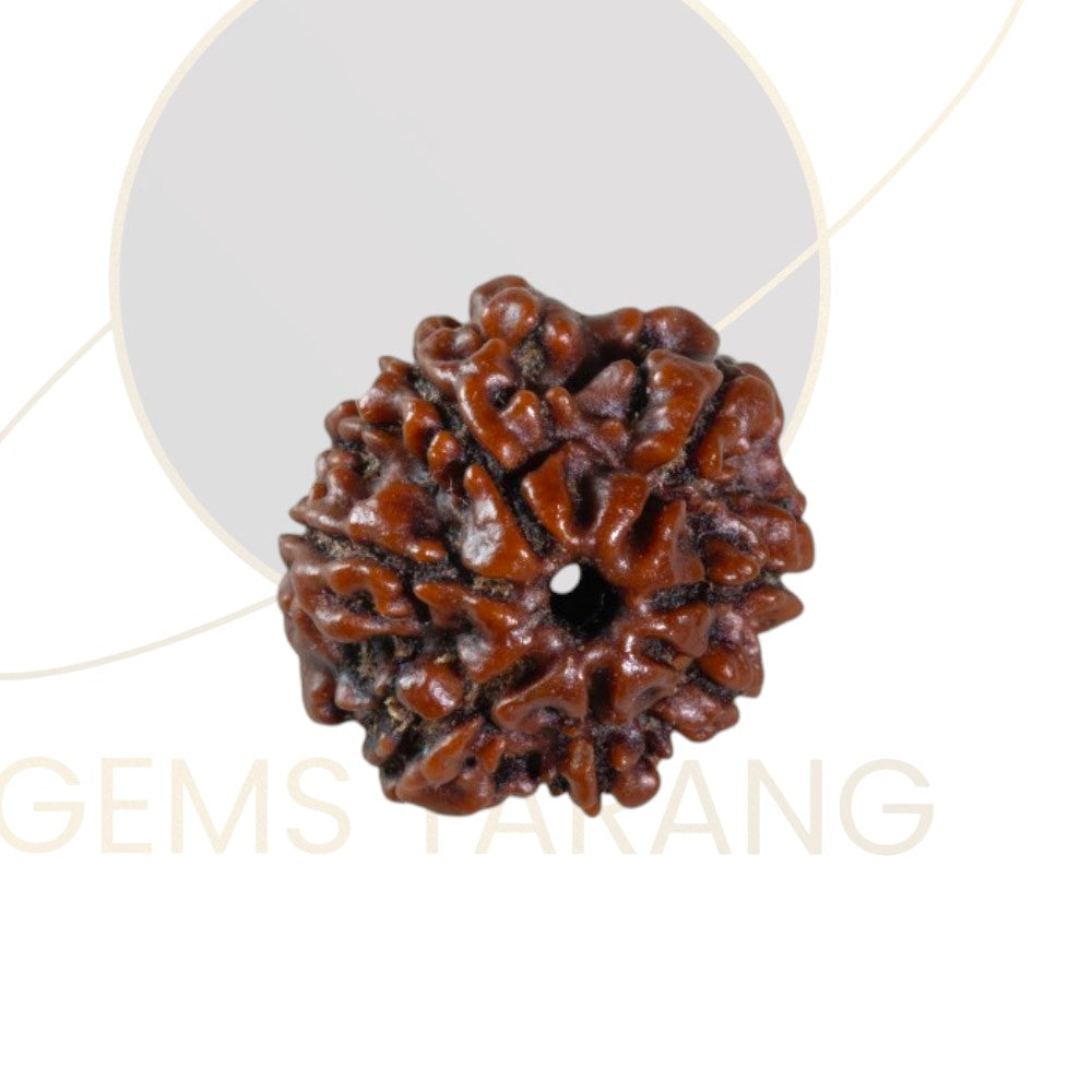 Rudraksha Seven Mukhi