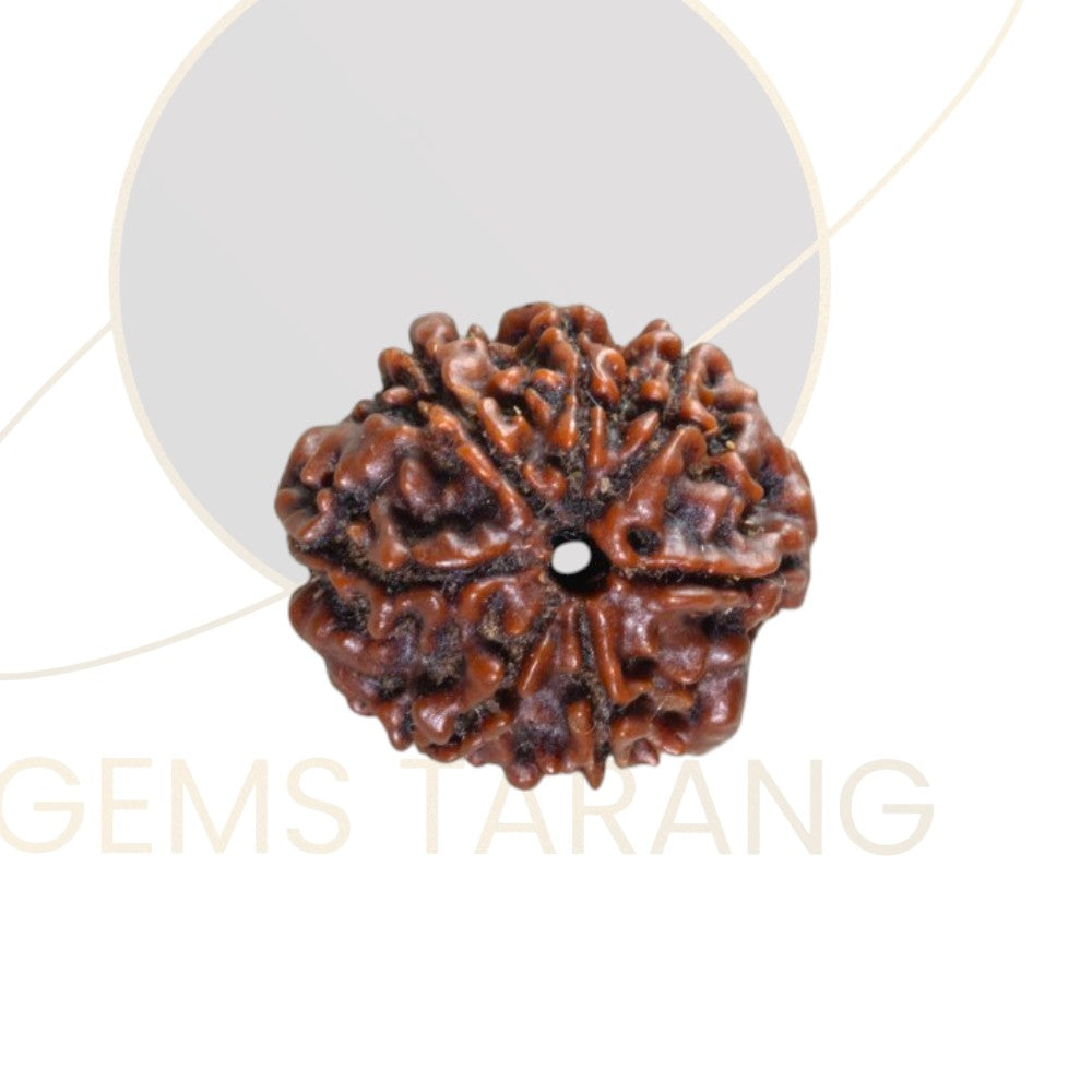 Rudraksha Seven Mukhi
