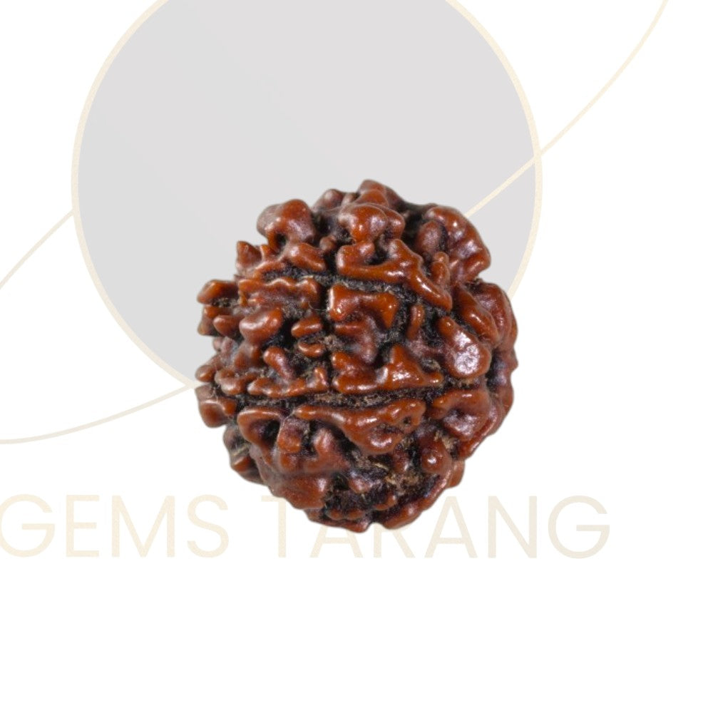 Rudraksha Seven Mukhi