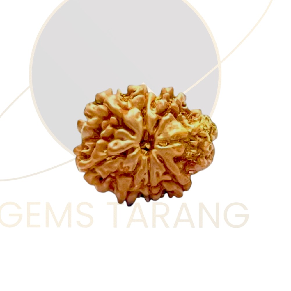 Rudraksha Eight Mukhi