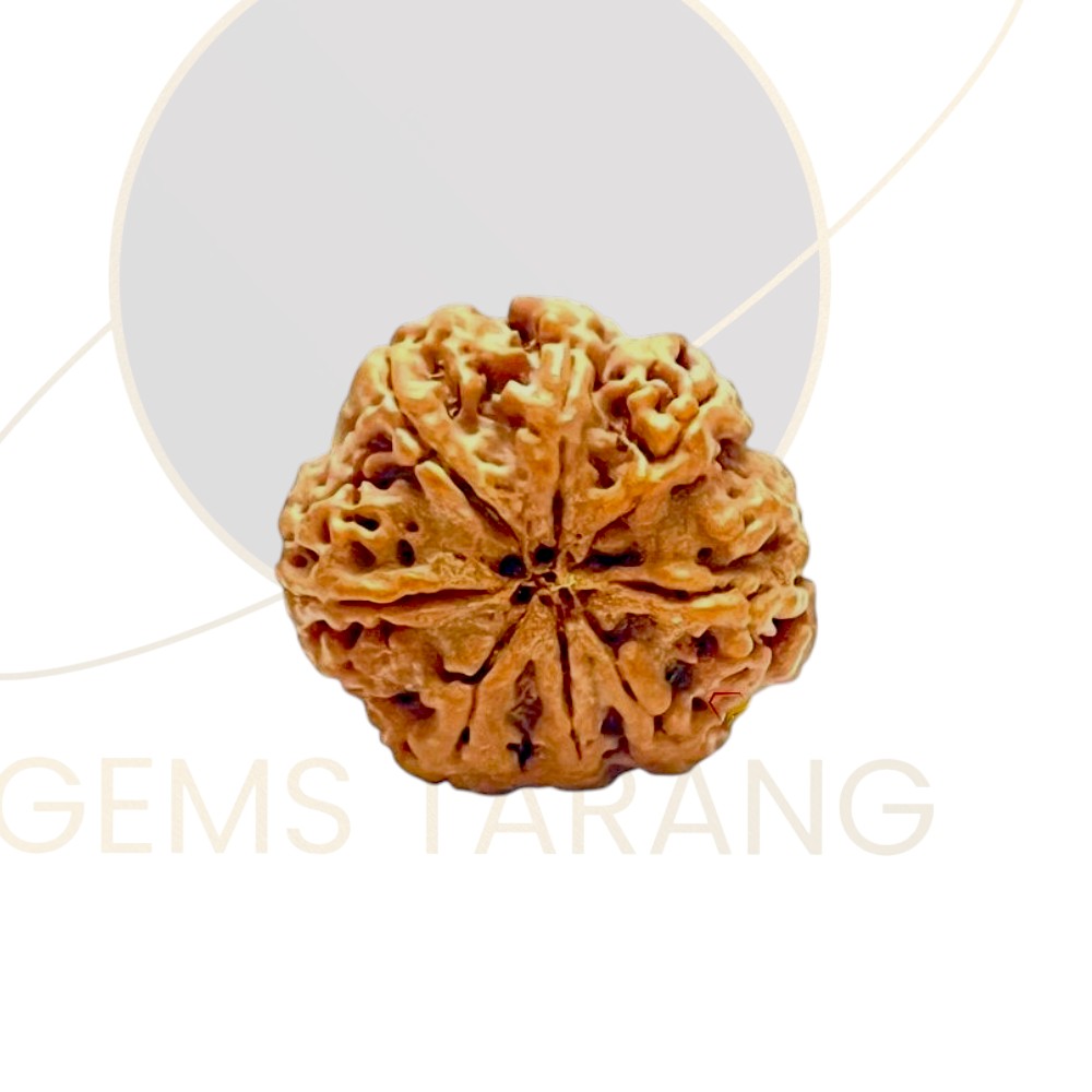 Rudraksha Eight Mukhi