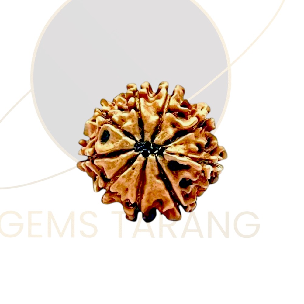 Rudraksha Nine Mukhi