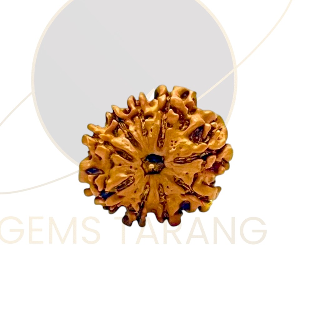 Rudraksha Nine Mukhi