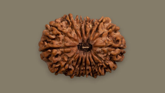 sixteen muhi rudraksha